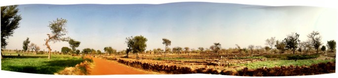 Beautiful green onion fields on the brink of Dogon country.