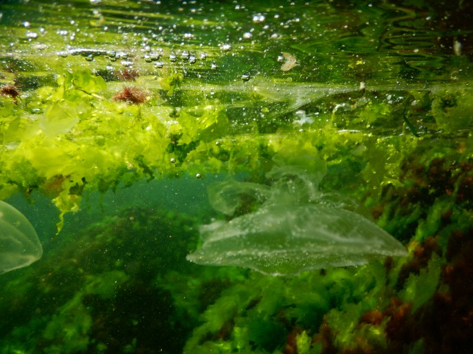Back on the island, the first beautiful shots with my new underwater camera I bought for myself on his birthday,
